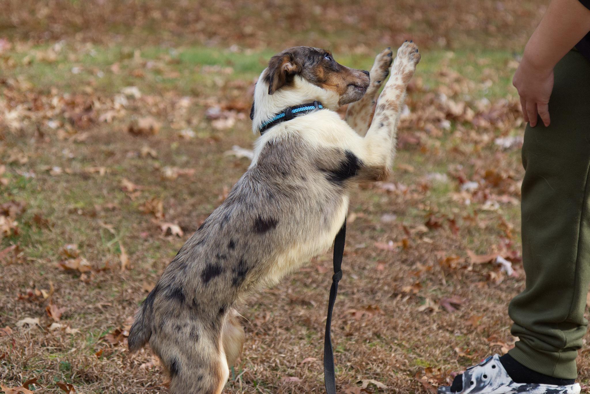 Zeke, a Adoptable mixed breed in Poughkeepsie, NY image 5/6