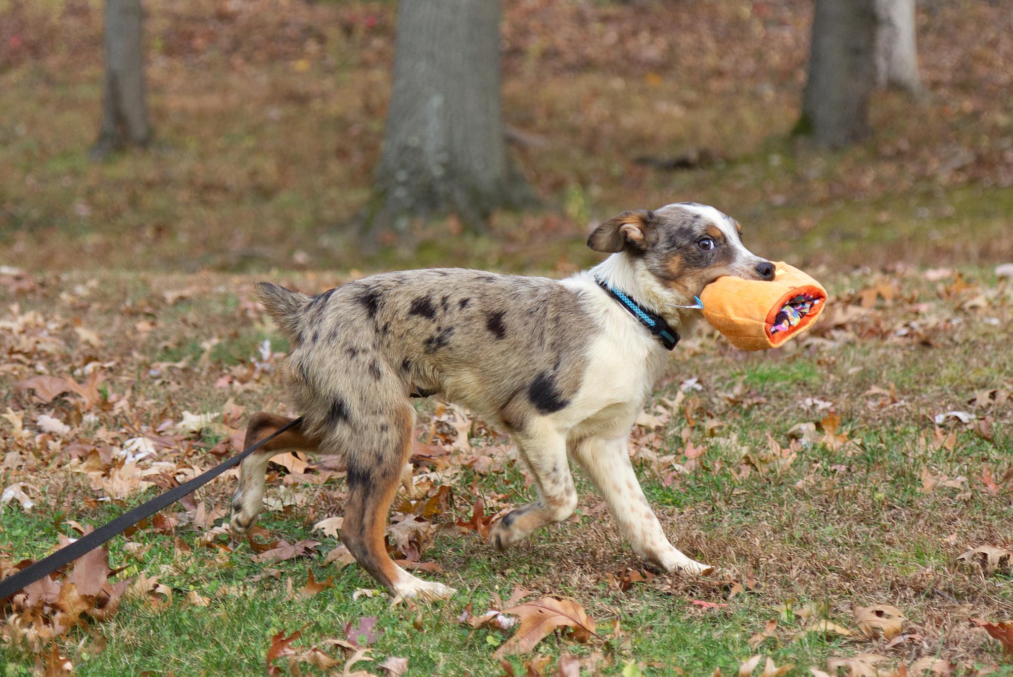 Zeke, a Adoptable mixed breed in Poughkeepsie, NY image 6/6