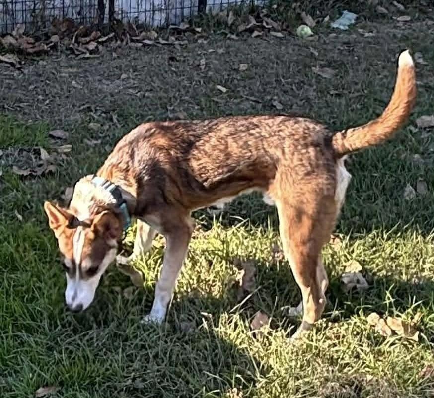 Cornbread, Adoptable, Young Male Terrier.