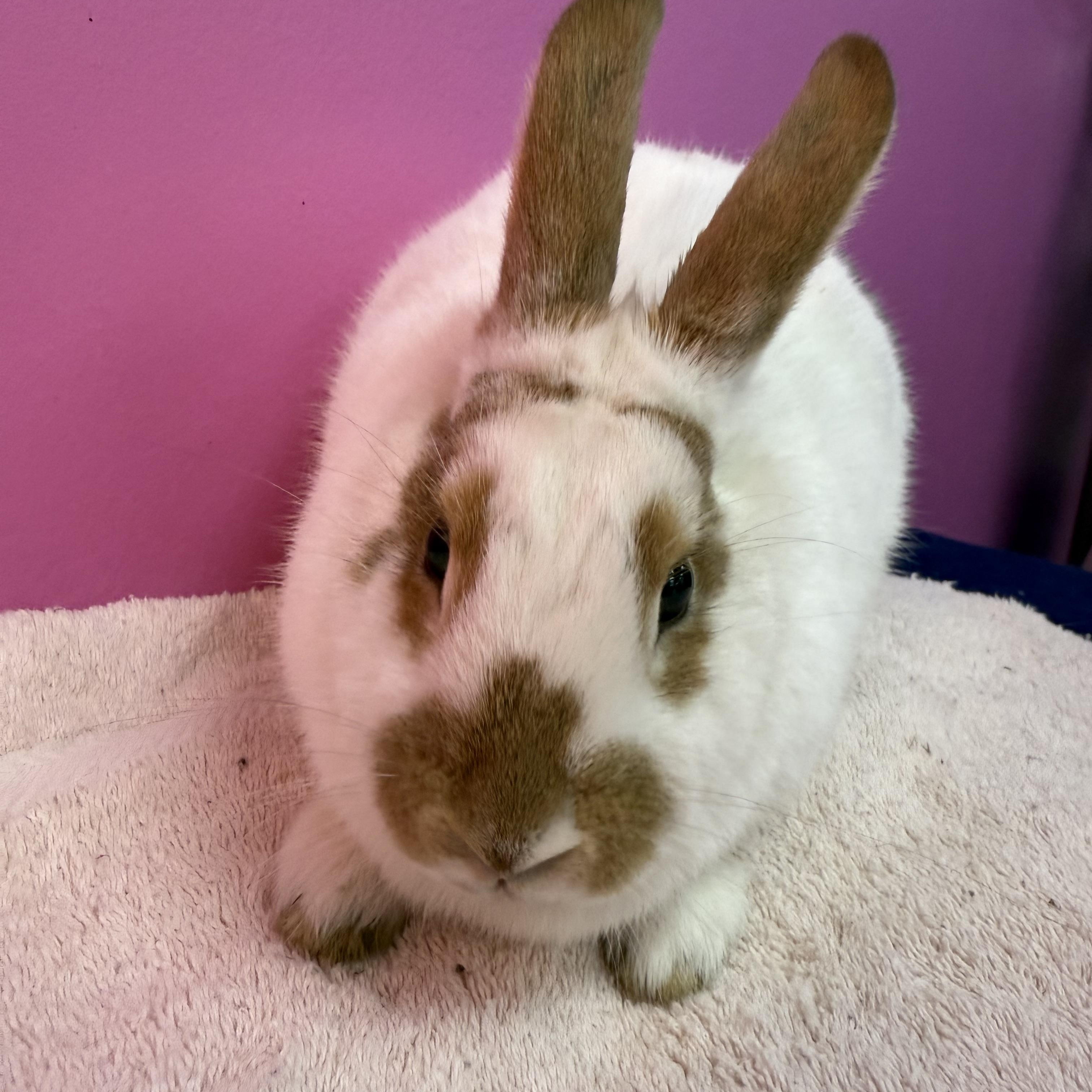Nilla Wafer, ADOPTABLE, Adult Female New Zealand.
