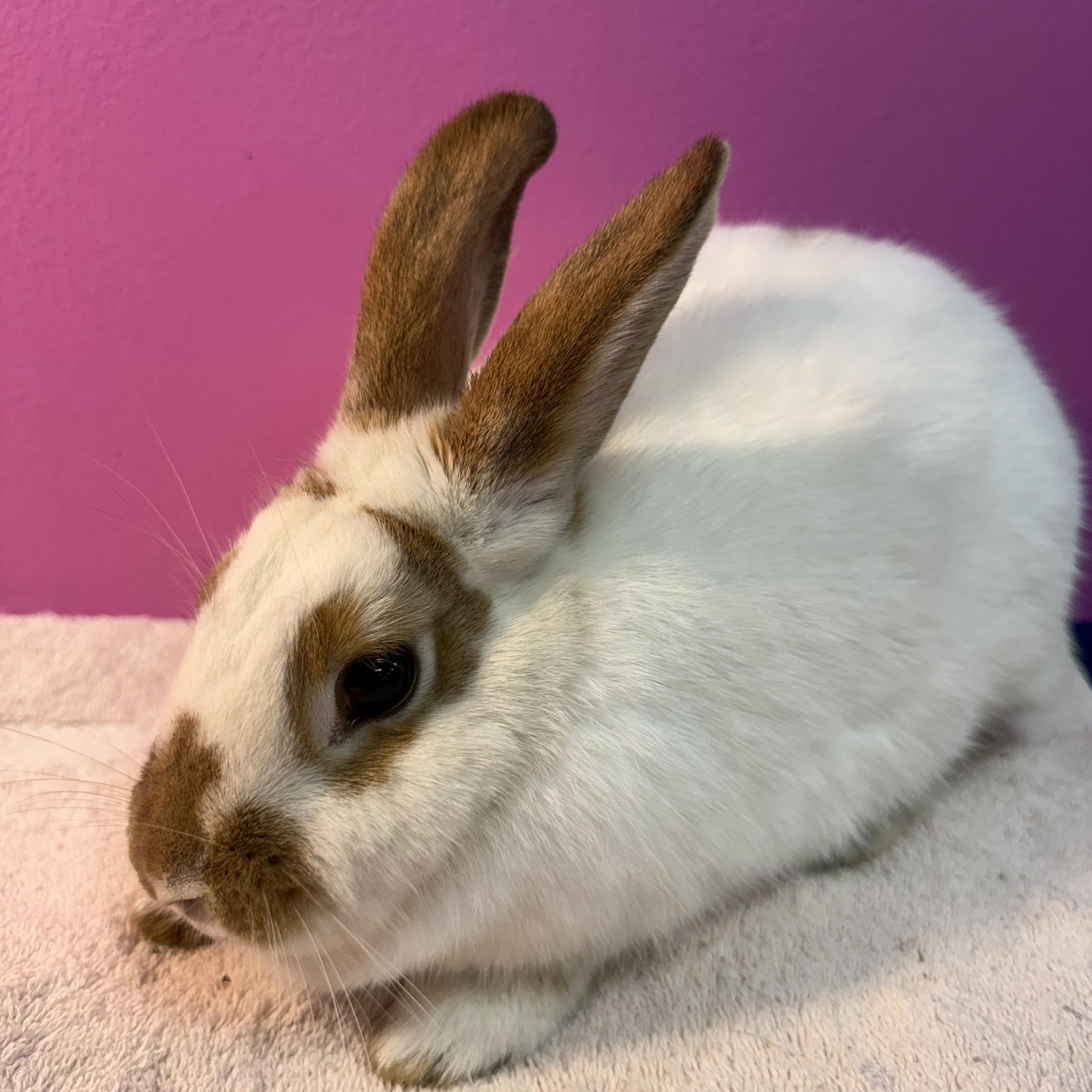 Enlarge Nilla Wafer, a ADOPTABLE New Zealand in St. Charles, MO image 2/2