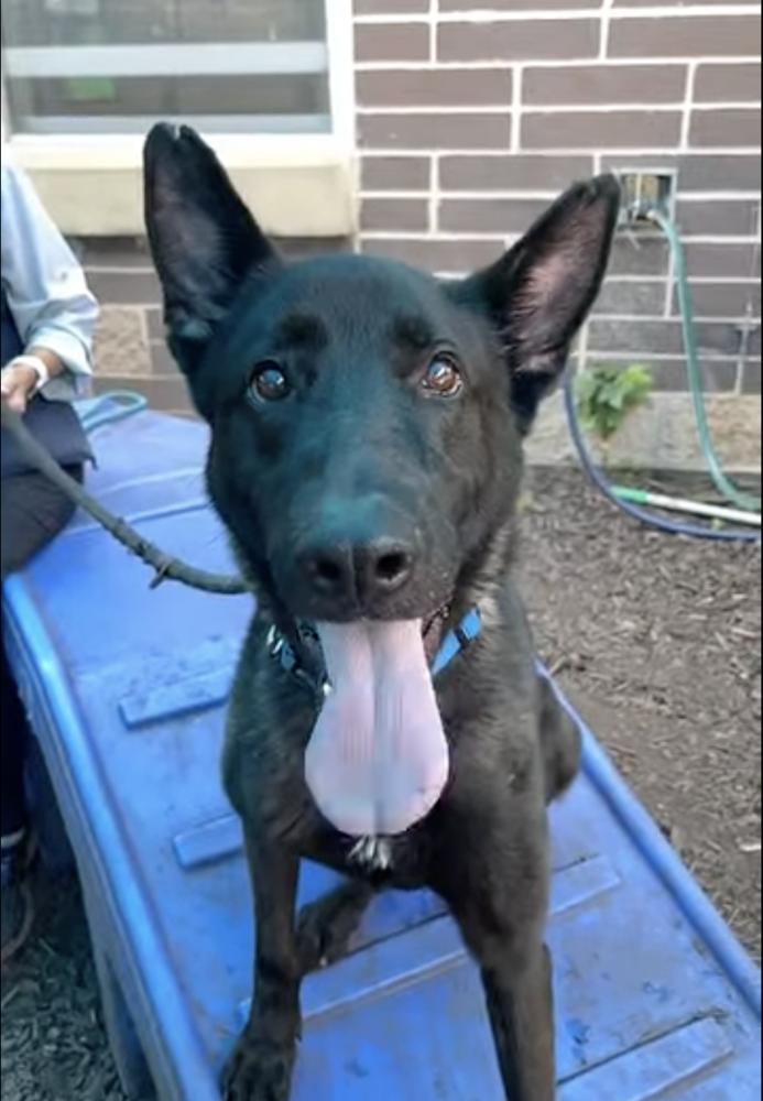 Ruger, fka Patterson - located in GA, a Adoptable Belgian Shepherd / Malinois in Imlay City, MI image 1/4