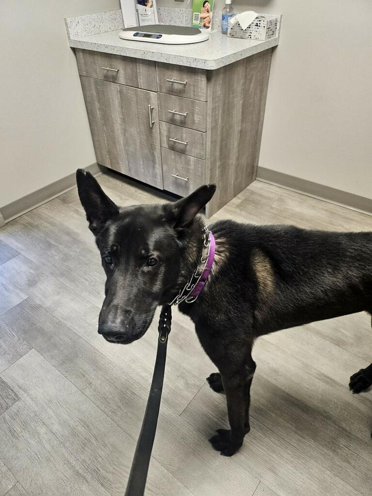 Ruger, fka Patterson - located in GA, a Adoptable Belgian Shepherd / Malinois in Imlay City, MI image 2/4