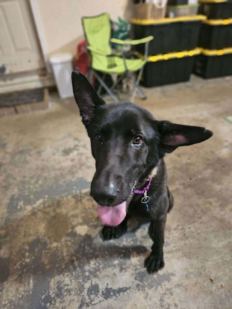 Ruger, fka Patterson - located in GA — thumbnail 3