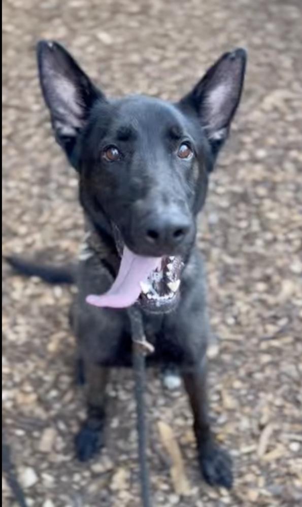 Ruger, fka Patterson - located in GA — thumbnail 4