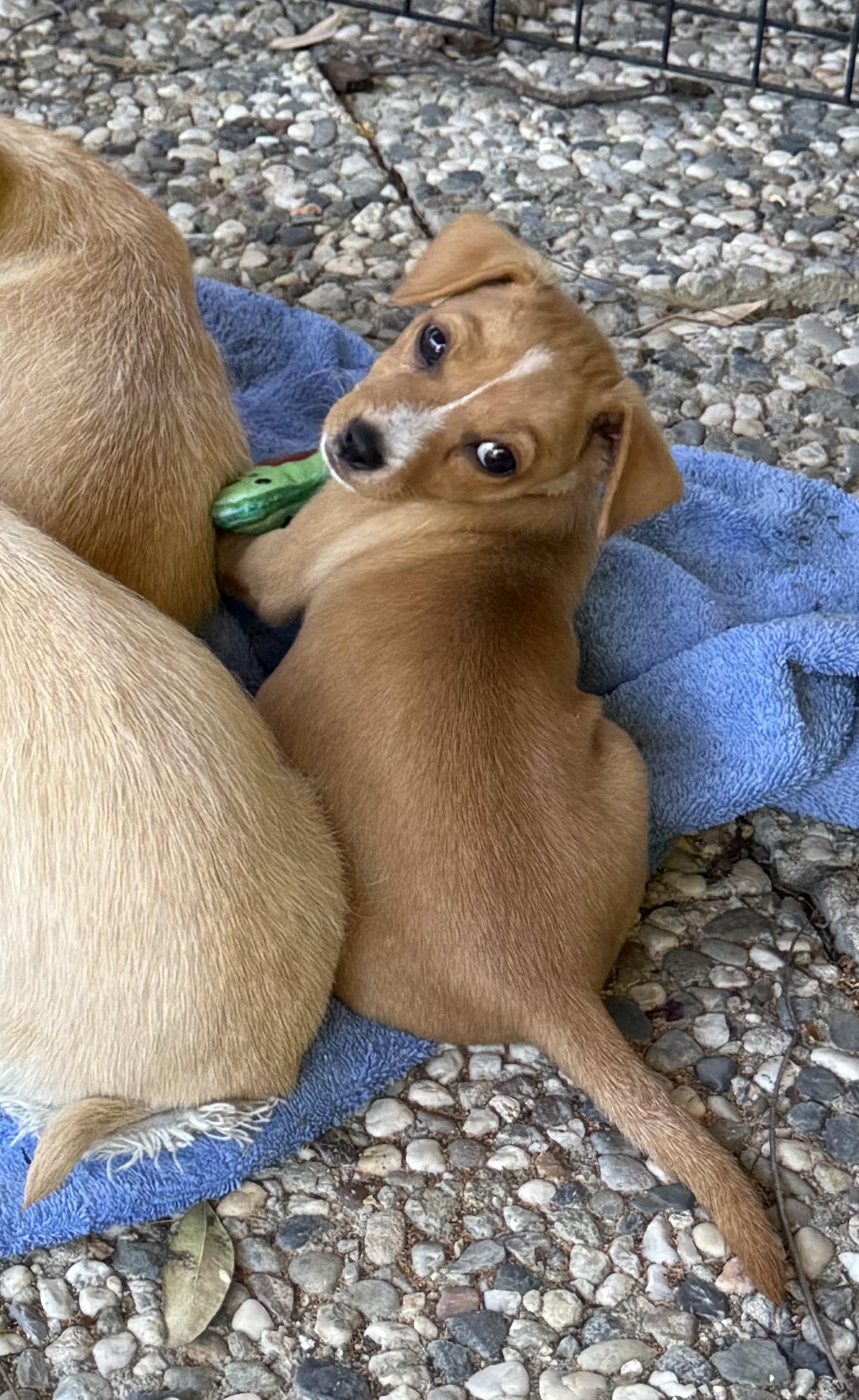 Star (Sunshine Day Litter), Adoptable, Puppy Female Terrier.