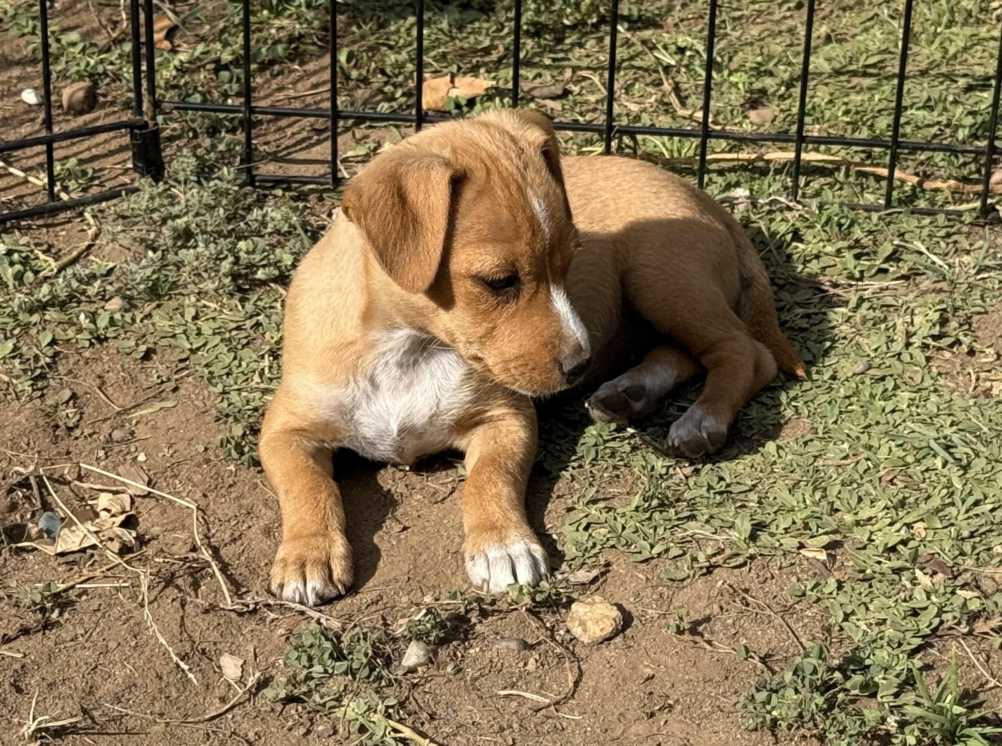 Star (Sunshine Day Litter), a Adoptable mixed breed in Redwood City, CA image 2/3