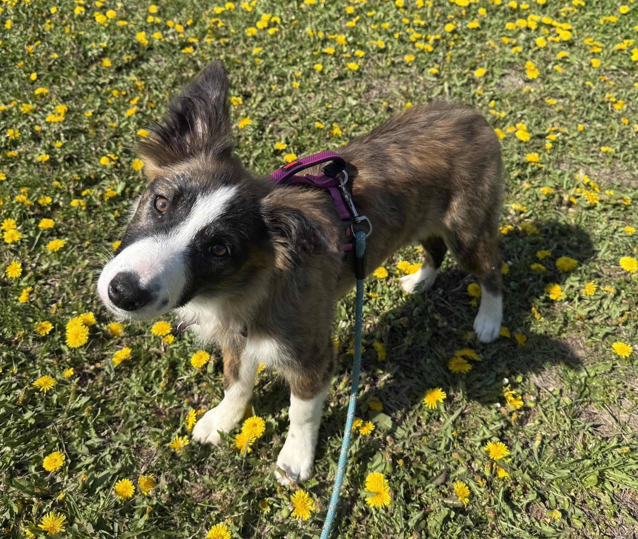 Enlarge Lark, a Adoptable Border Collie in Minneapolis, MN image 5/6