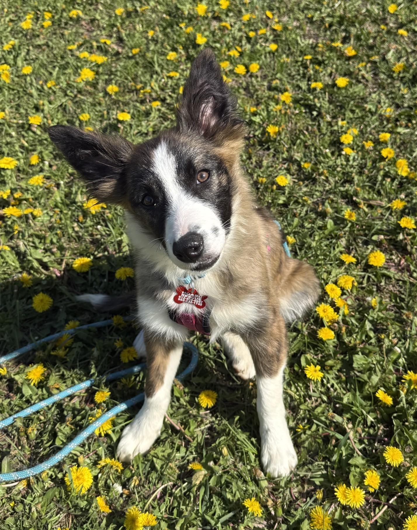 Enlarge Lark, a Adoptable Border Collie in Minneapolis, MN image 3/6