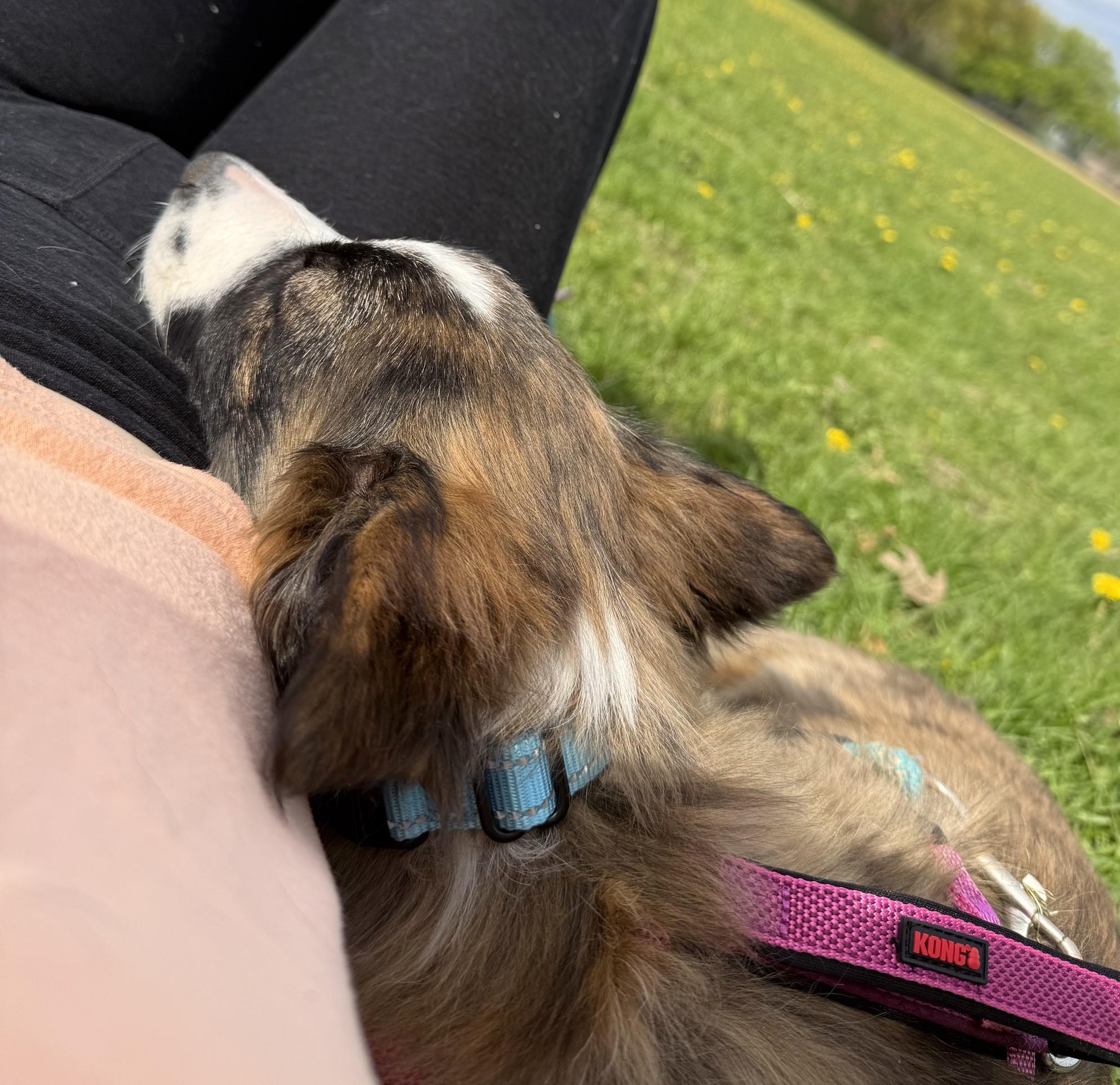 Enlarge Lark, a Adoptable Border Collie in Minneapolis, MN image 4/6