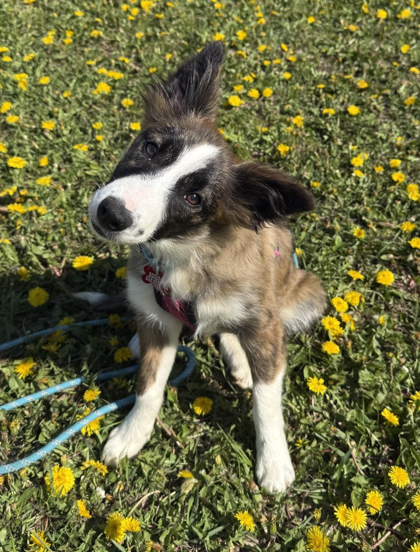 Lark, Adoptable, Puppy Female Border Collie.