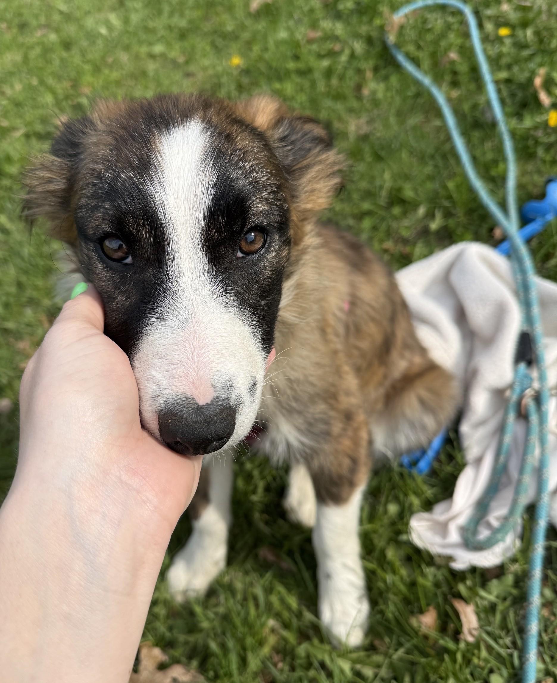 Enlarge Lark, a Adoptable Border Collie in Minneapolis, MN image 2/6