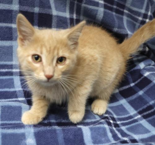 Enlarge Jade, a Adoptable mixed breed in Thief River Falls, MN image 1/1