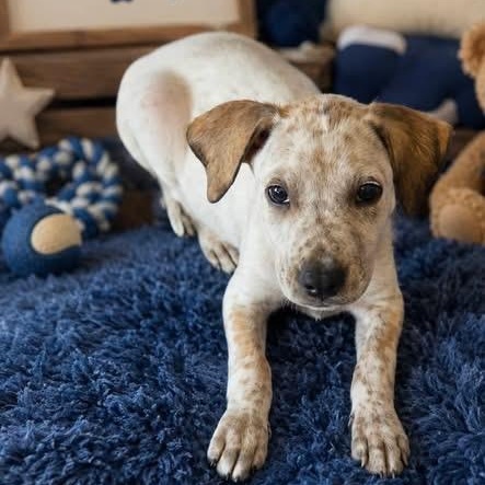 Charlie (NCCR), adopted, Puppy Male Australian Shepherd.