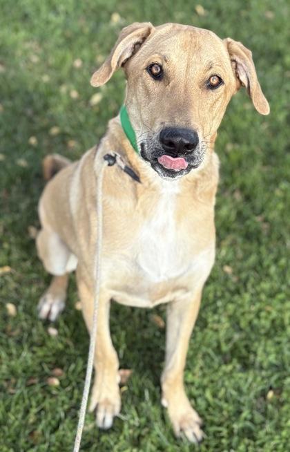Maverick, Adoptable, Adult Male Labrador Retriever & Mixed Breed.