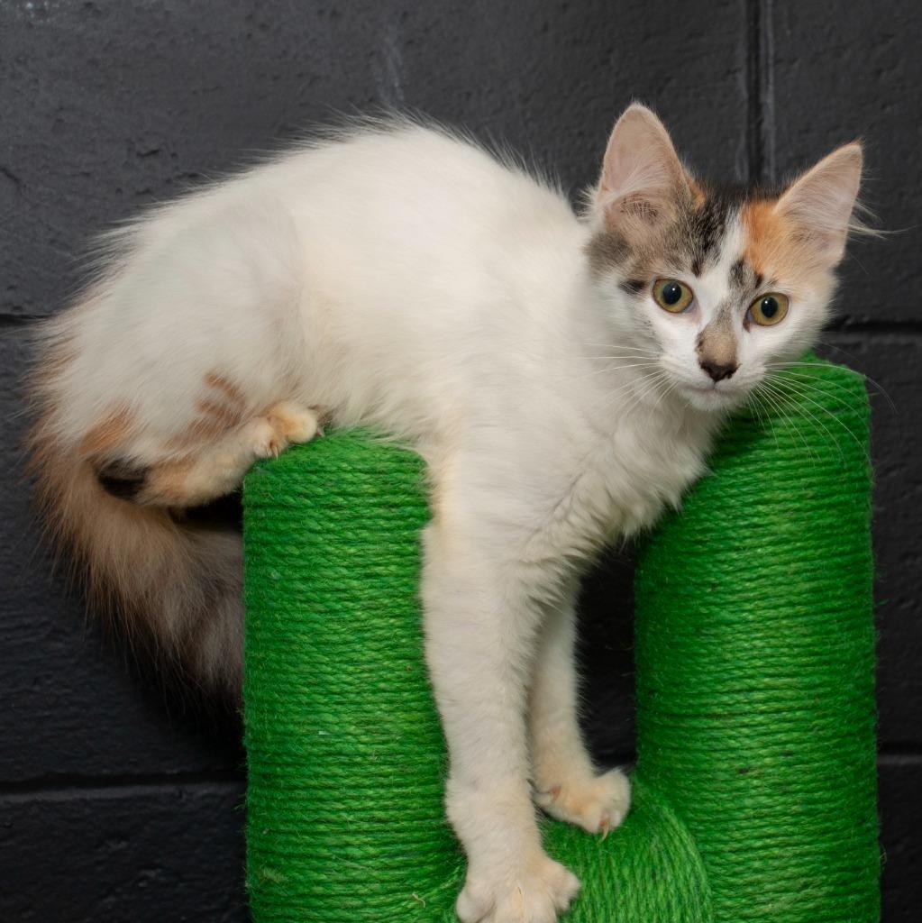 Pickles photo