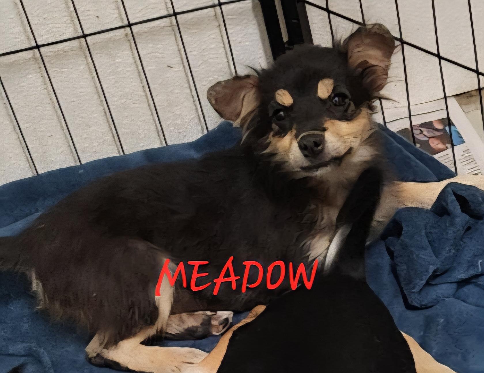 Meadow, an adoptable Aussiedoodle, Corgi in Momence, IL, 60954 | Photo Image 1
