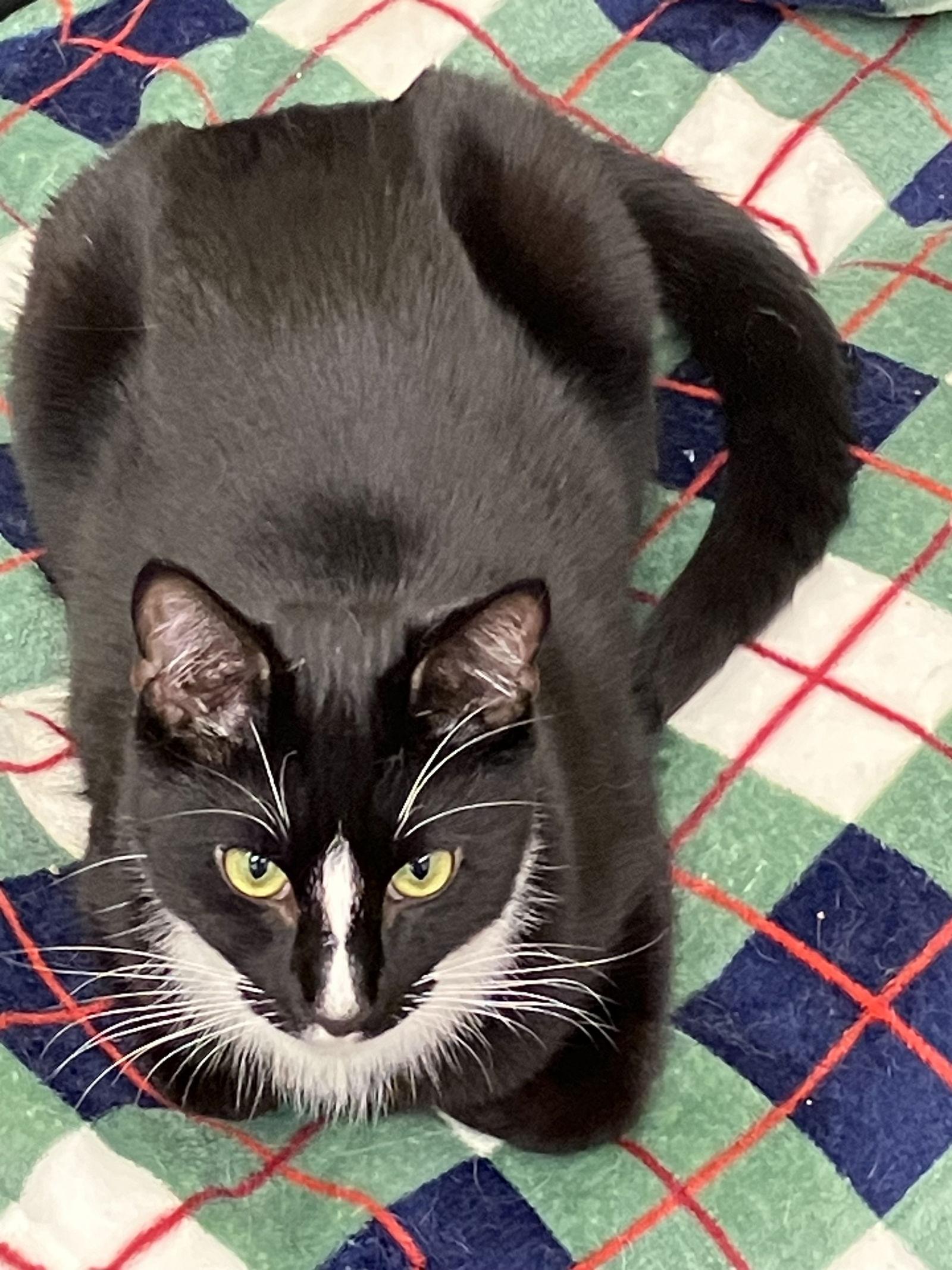 Enlarge STRIPE, a Adoptable Domestic Short Hair in Smithtown, NY image 1/1