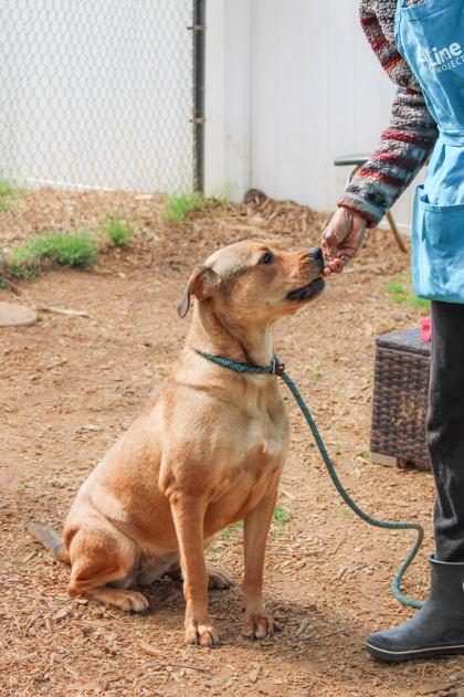 Spooks, Adoptable, Adult Female Mixed Breed & Mixed Breed.
