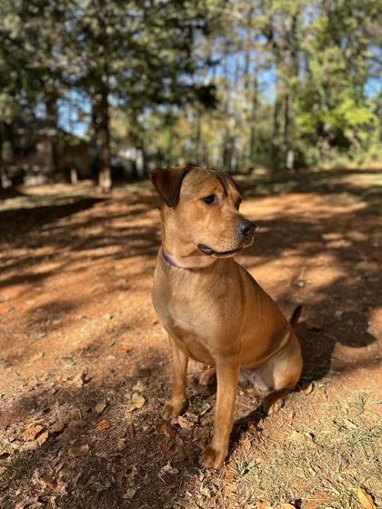 Enlarge Spooks, a Adoptable Mixed Breed in Chamblee, GA image 2/3