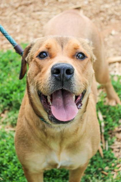Enlarge Spooks - IN FOSTER, a Adoptable Mixed Breed in Chamblee, GA image 3/3