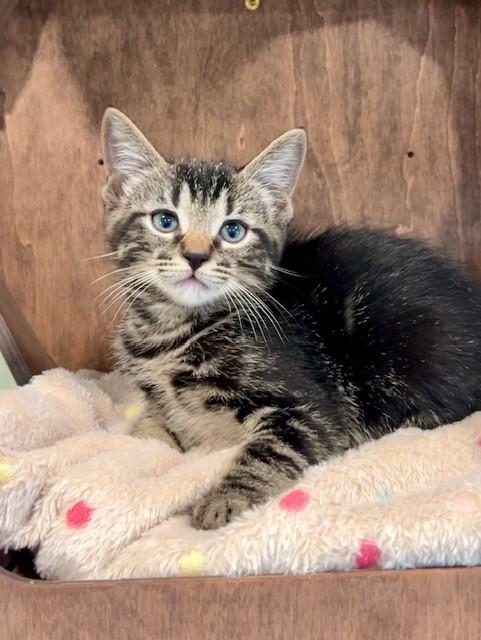 Enlarge Chester, a Adopted Domestic Medium Hair in Nashville, TN image 5/6