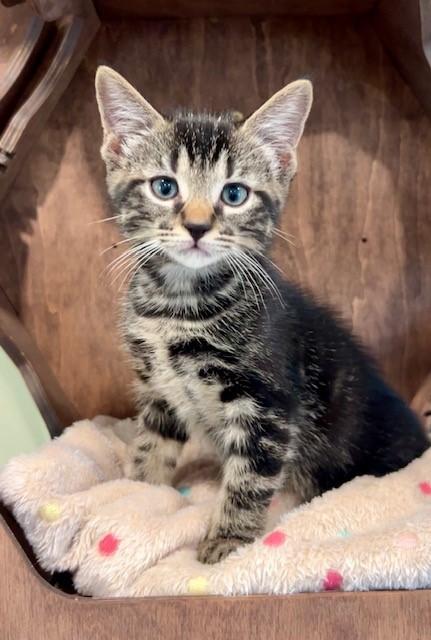 Chester, Adopted, Kitten Male Domestic Medium Hair.