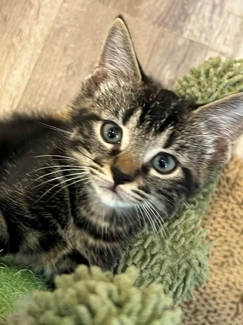 Enlarge Chester, a Adopted Domestic Medium Hair in Nashville, TN image 6/6