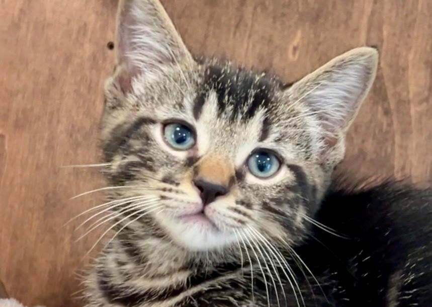 Enlarge Chester, a Adopted Domestic Medium Hair in Nashville, TN image 3/6