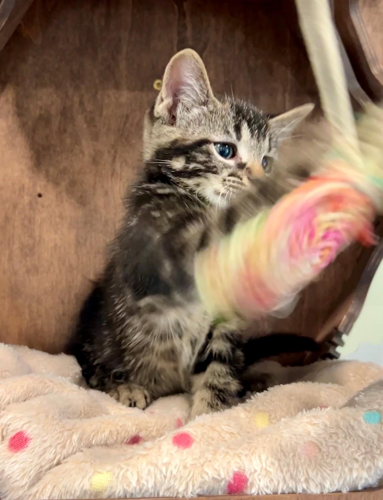 Enlarge Chester, a Adopted Domestic Medium Hair in Nashville, TN image 2/6