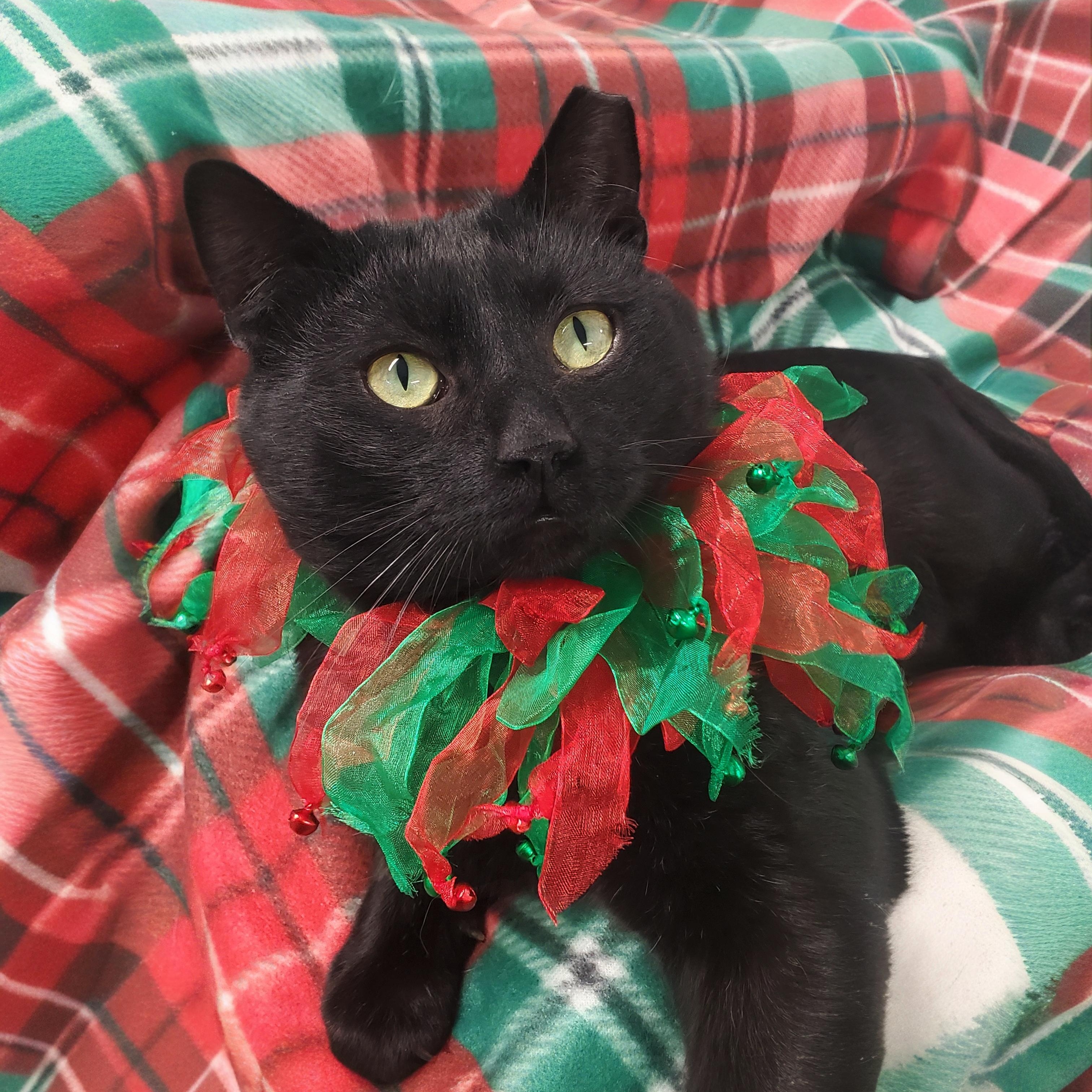 Enlarge Dexter, a Adoptable Domestic Short Hair in Marseilles, IL image 1/1