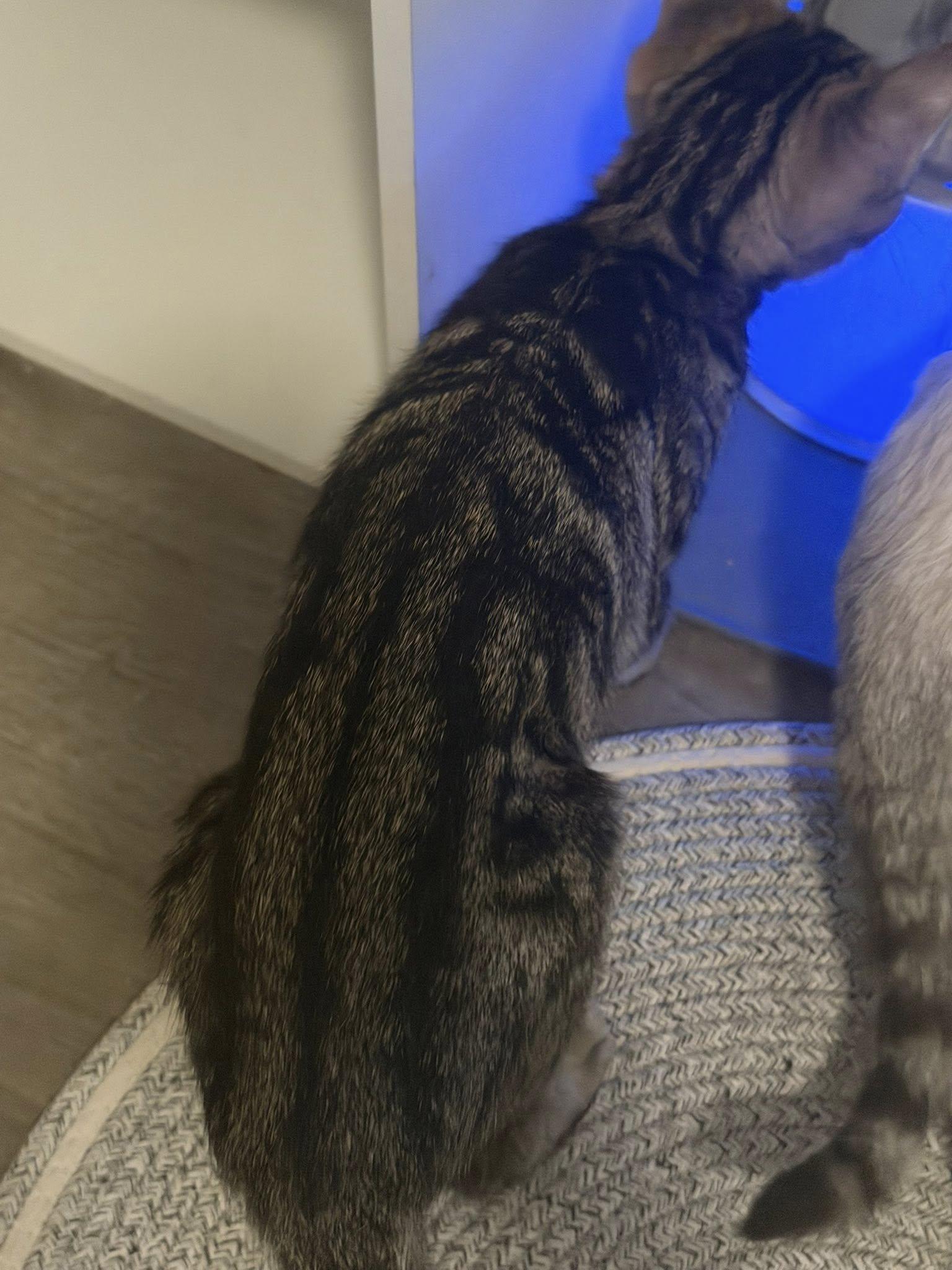 Enlarge Twister, a ADOPTABLE Domestic Short Hair in Queen Creek, AZ image 3/4