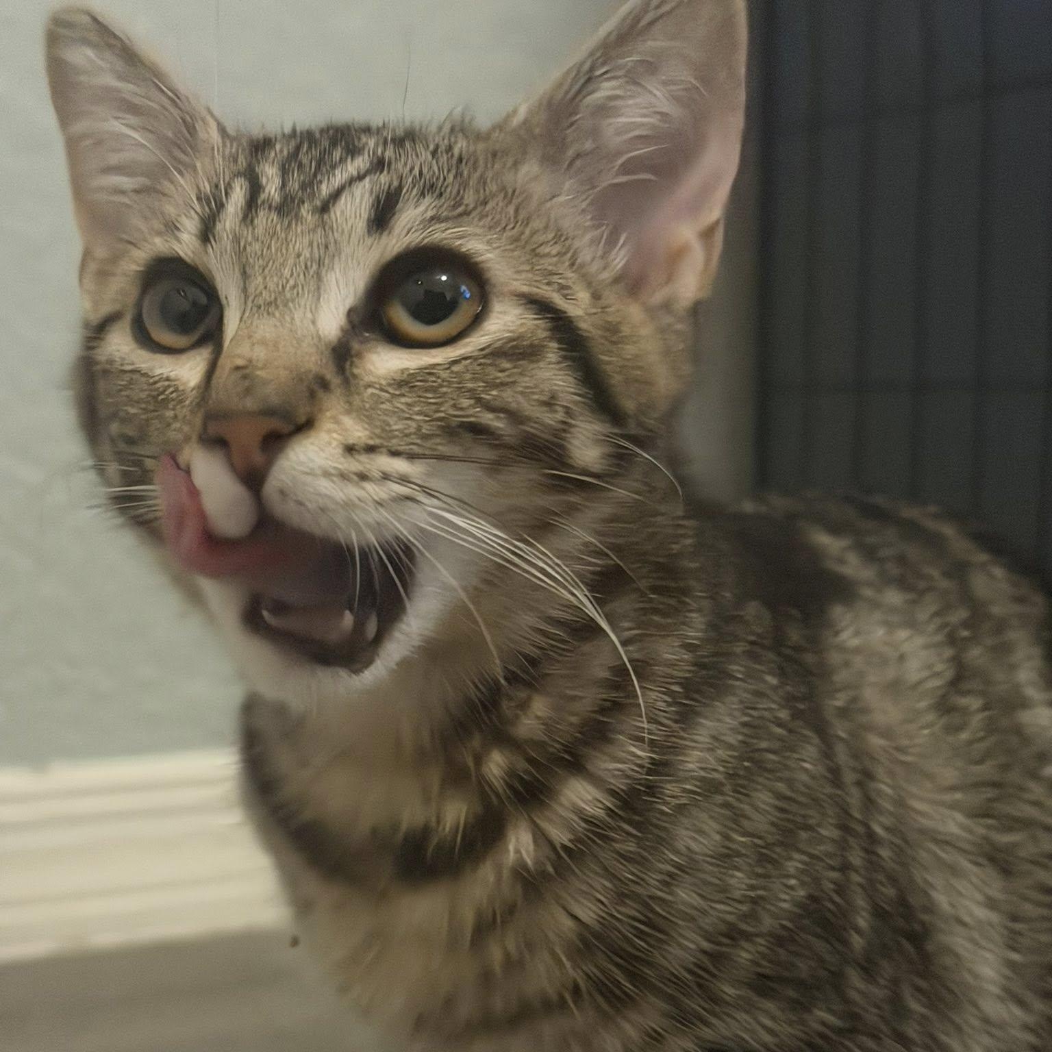 Twister, ADOPTABLE, Kitten Female Domestic Short Hair.