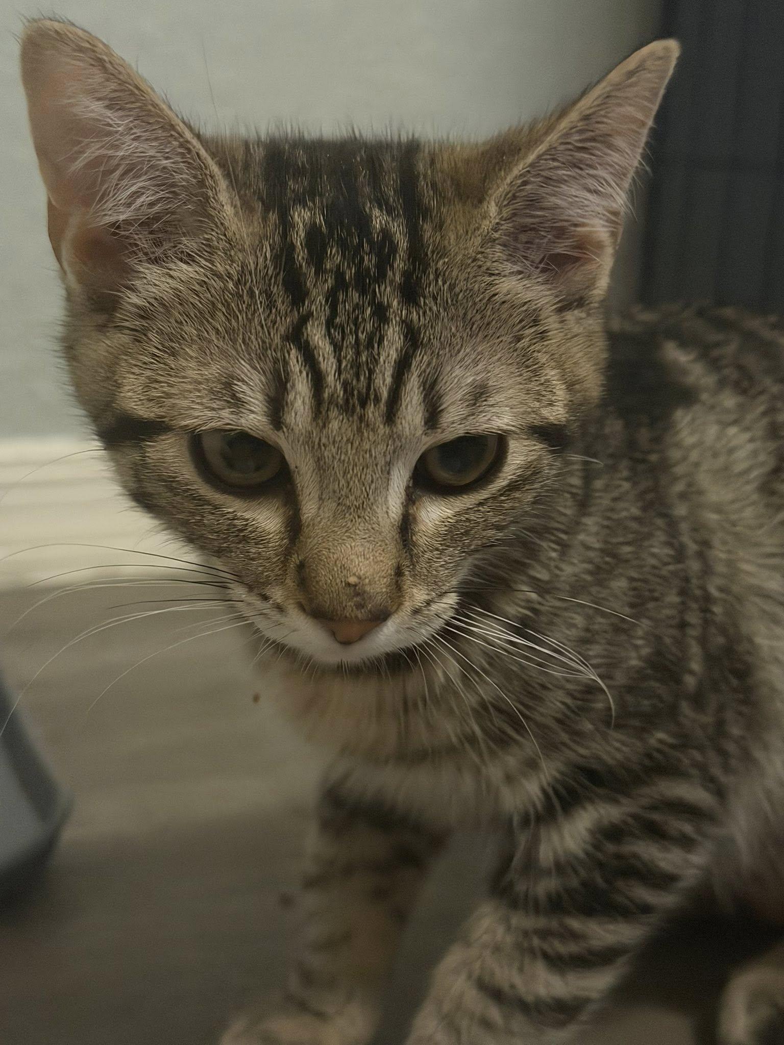 Enlarge Twister, a ADOPTABLE Domestic Short Hair in Queen Creek, AZ image 2/4