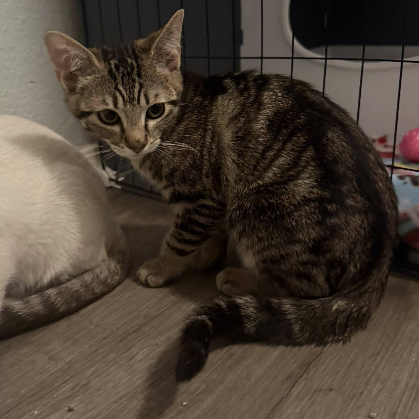 Enlarge Twister, a ADOPTABLE Domestic Short Hair in Queen Creek, AZ image 4/4