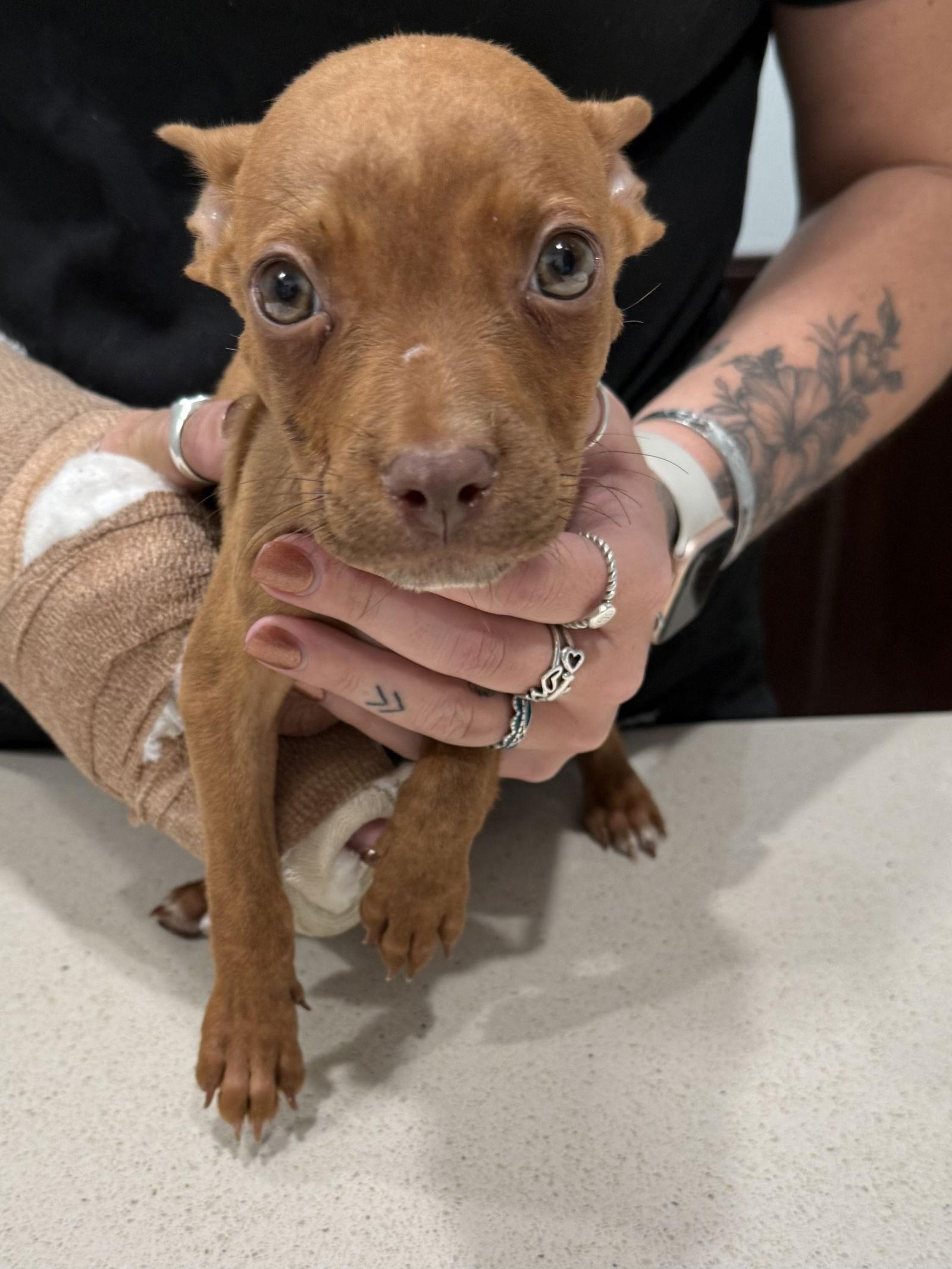 Enlarge Sonja, a Adopted Pit Bull Terrier in Thorndale, TX image 1/1