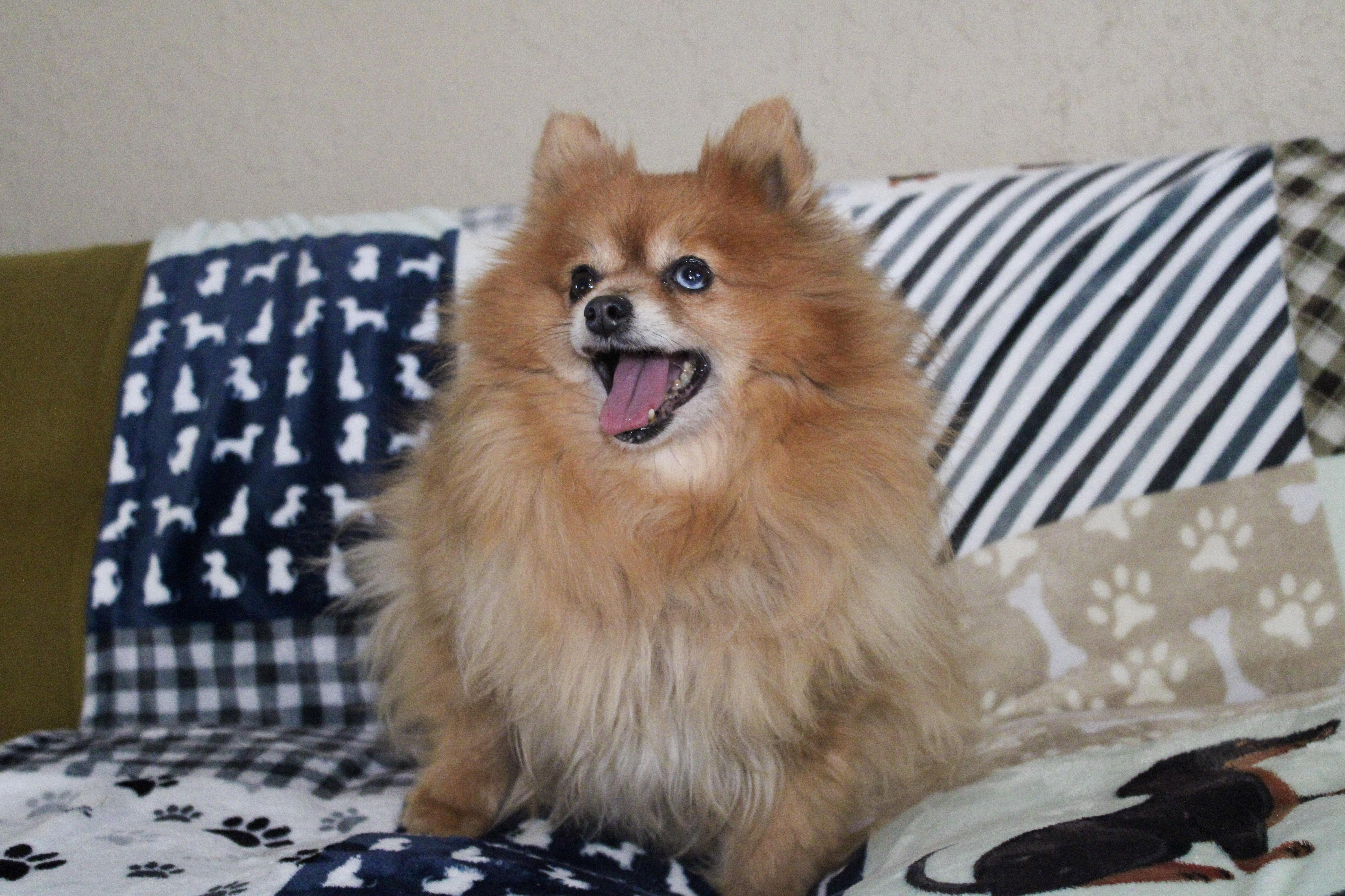 Enlarge Merleena, a ADOPTABLE Pomeranian in Neosho, MO image 2/2