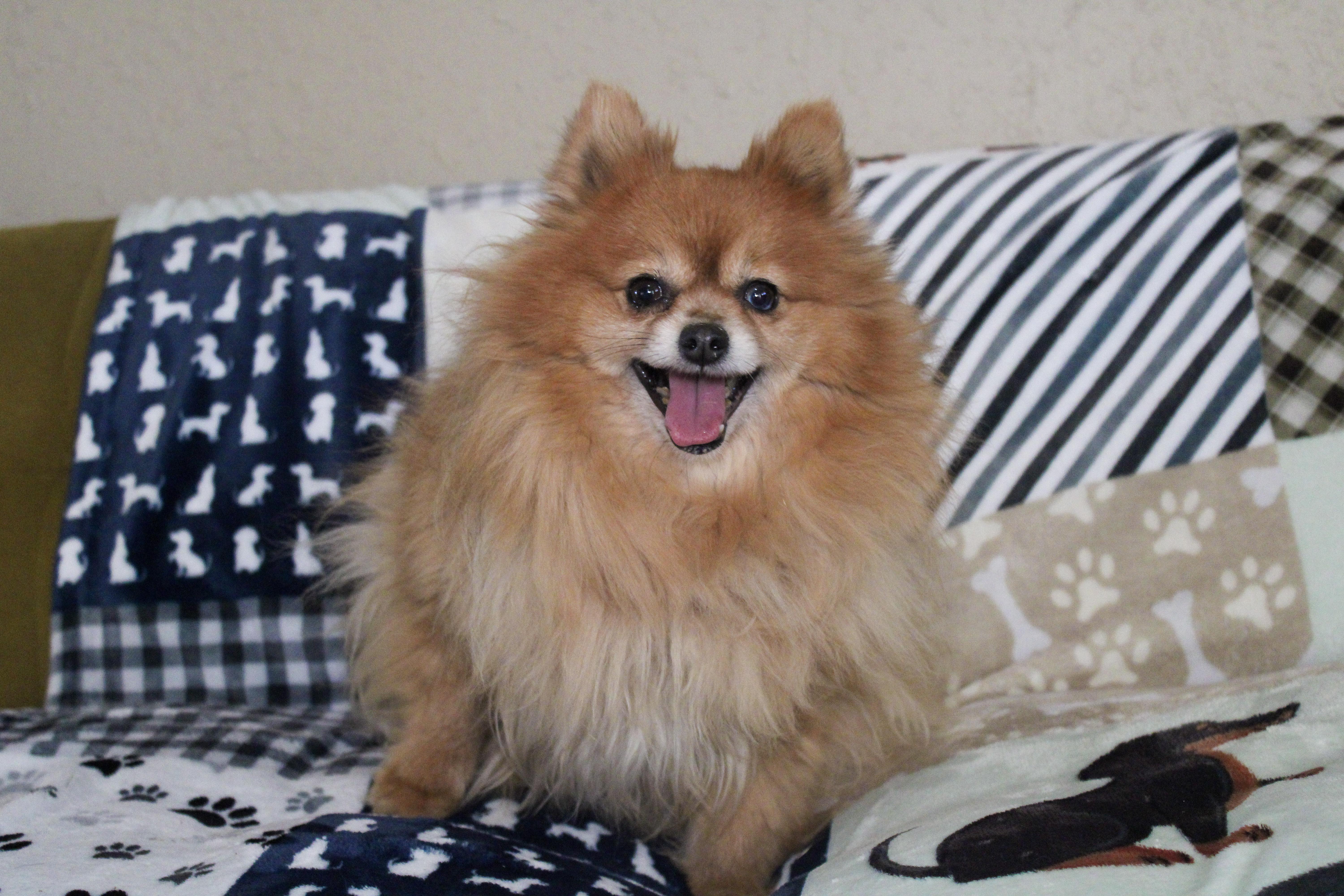 Enlarge Merleena, a ADOPTABLE Pomeranian in Neosho, MO image 1/2