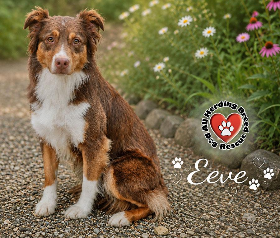 Enlarge Eeve, an adopted Australian Shepherd in Joliet, IL image 2/3