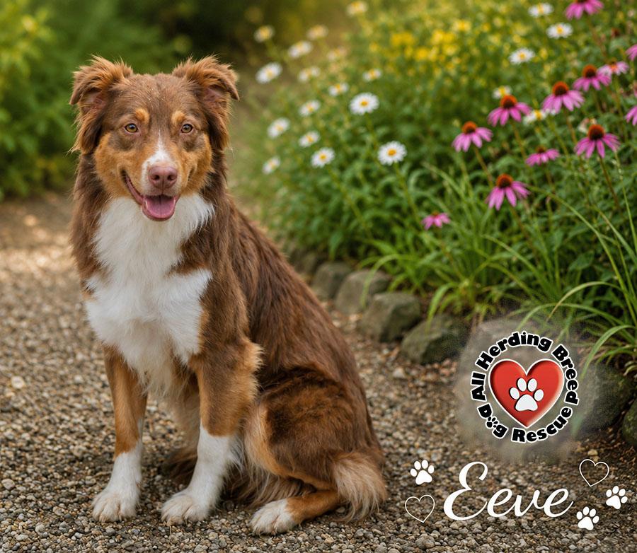 Enlarge Eeve, an adopted Australian Shepherd in Joliet, IL image 3/3