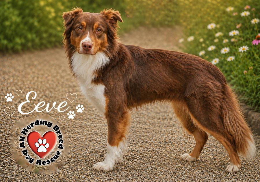 Enlarge Eeve, an adopted Australian Shepherd in Joliet, IL image 1/3