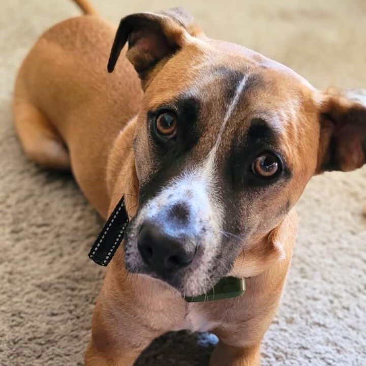 Enlarge Benji, a Adoptable mixed breed in Baltimore, MD image 1/6