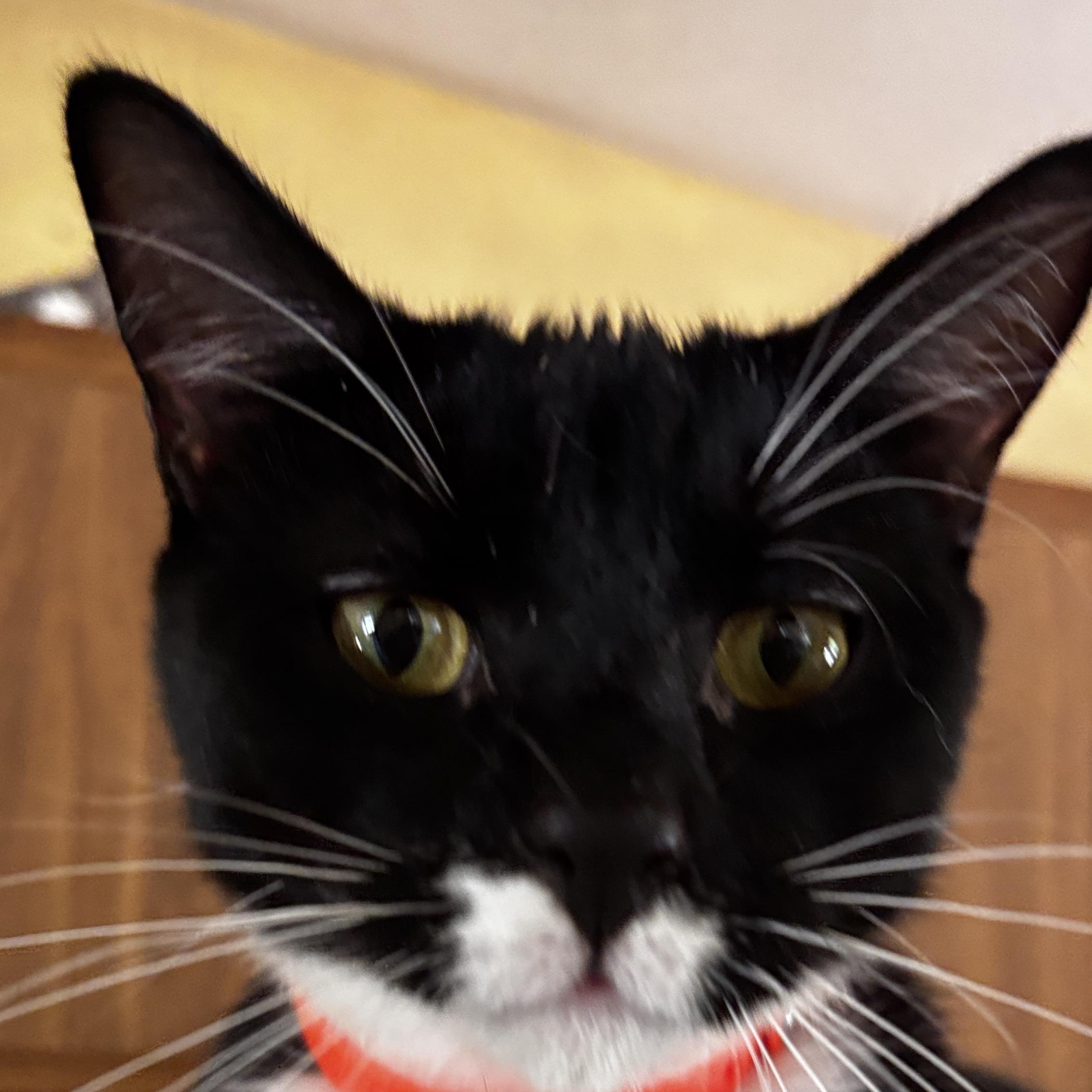 JoJo, ADOPTABLE, Young Male Tuxedo.