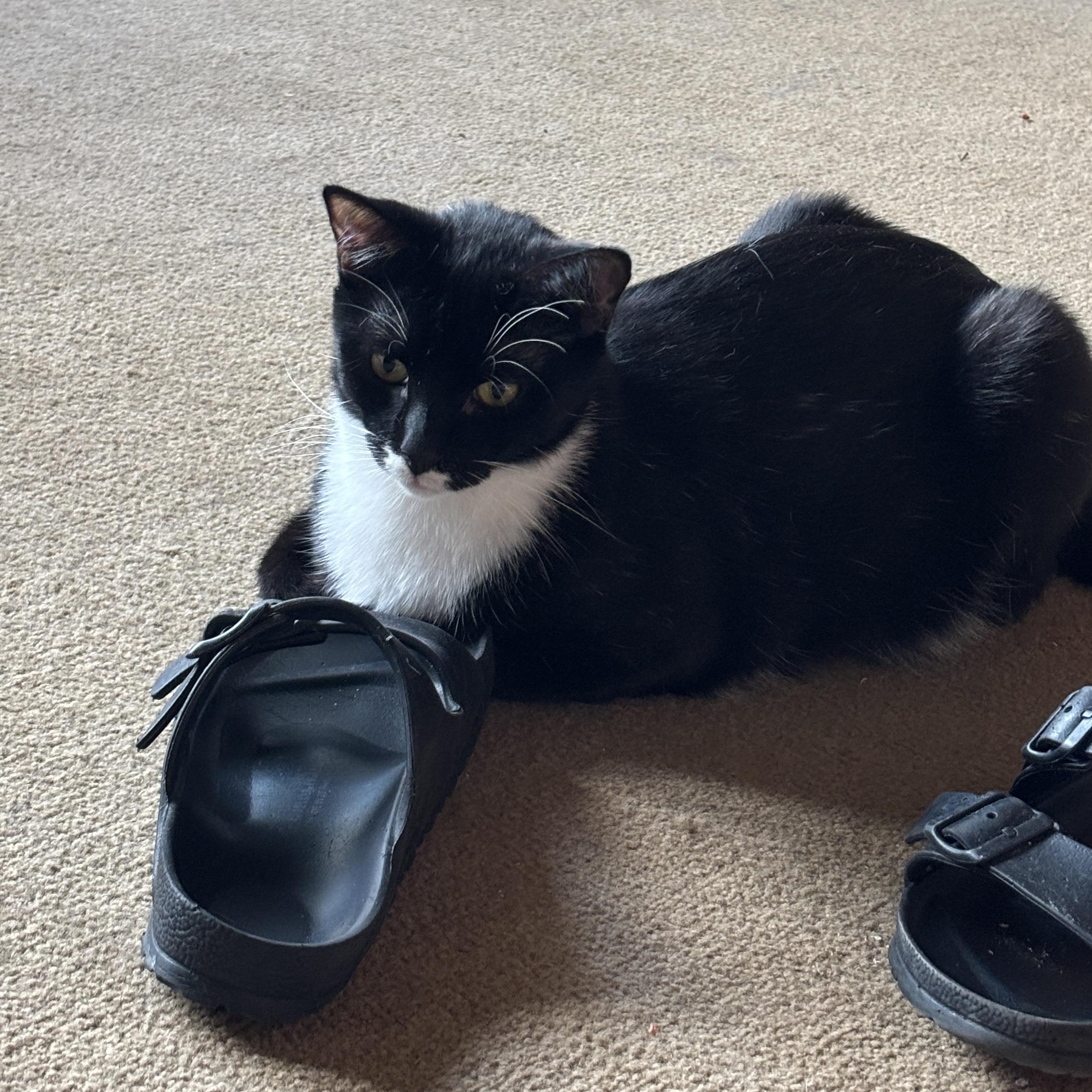 Enlarge JoJo, a ADOPTABLE Tuxedo in Melrose, MA image 2/6