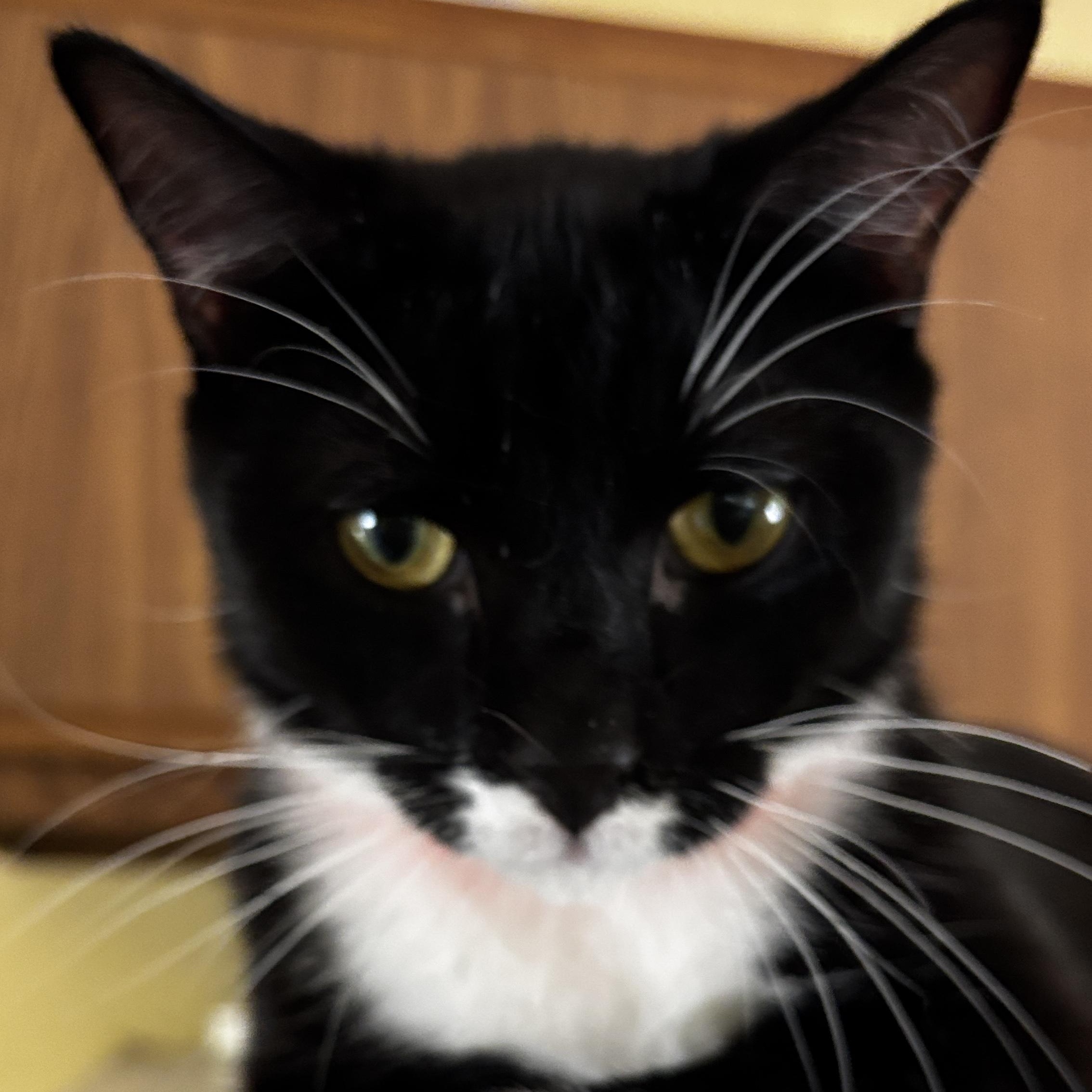 Enlarge JoJo, a ADOPTABLE Tuxedo in Melrose, MA image 4/6