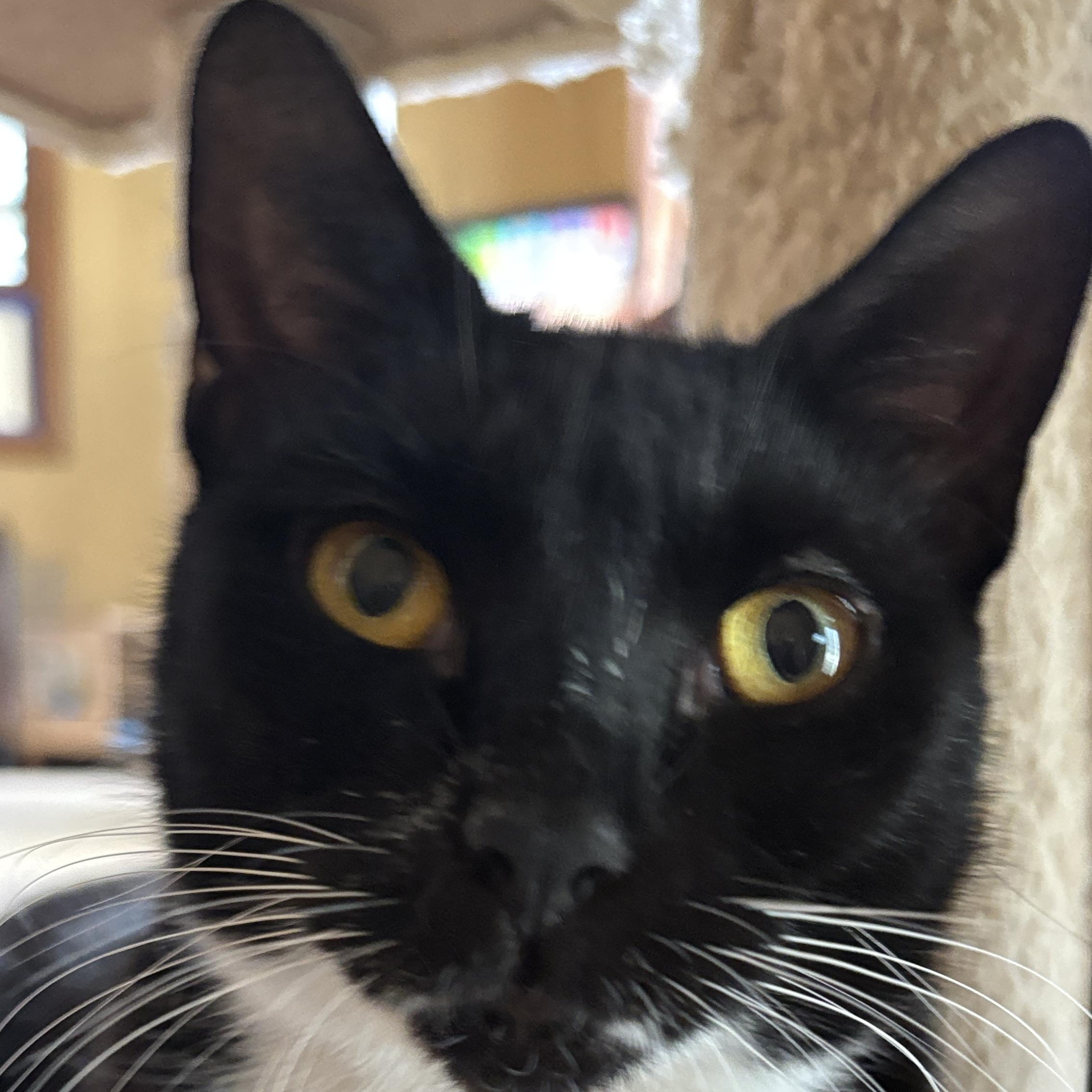 Enlarge JoJo, a ADOPTABLE Tuxedo in Melrose, MA image 6/6