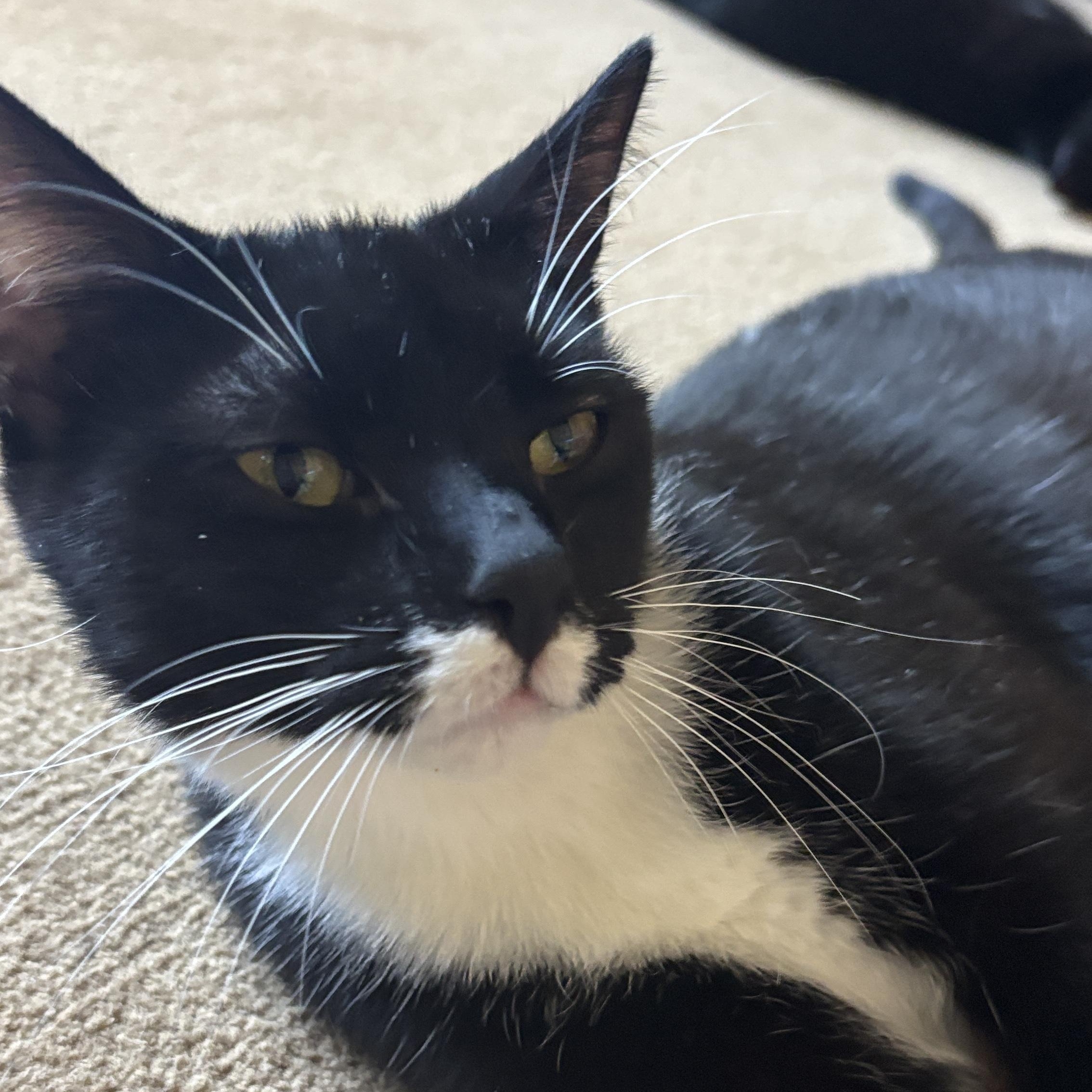 Enlarge JoJo, a ADOPTABLE Tuxedo in Melrose, MA image 3/6