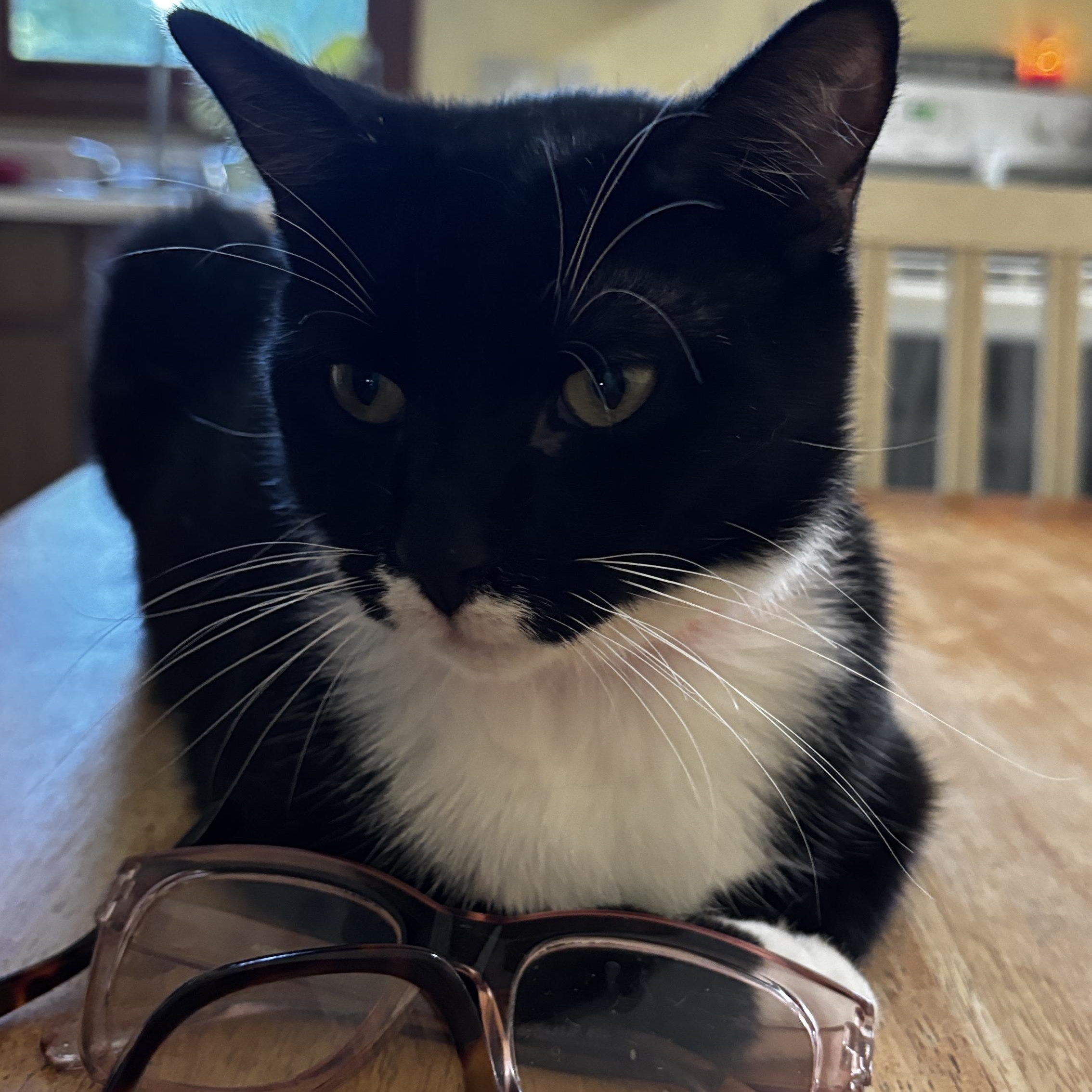 Enlarge JoJo, a ADOPTABLE Tuxedo in Melrose, MA image 5/6