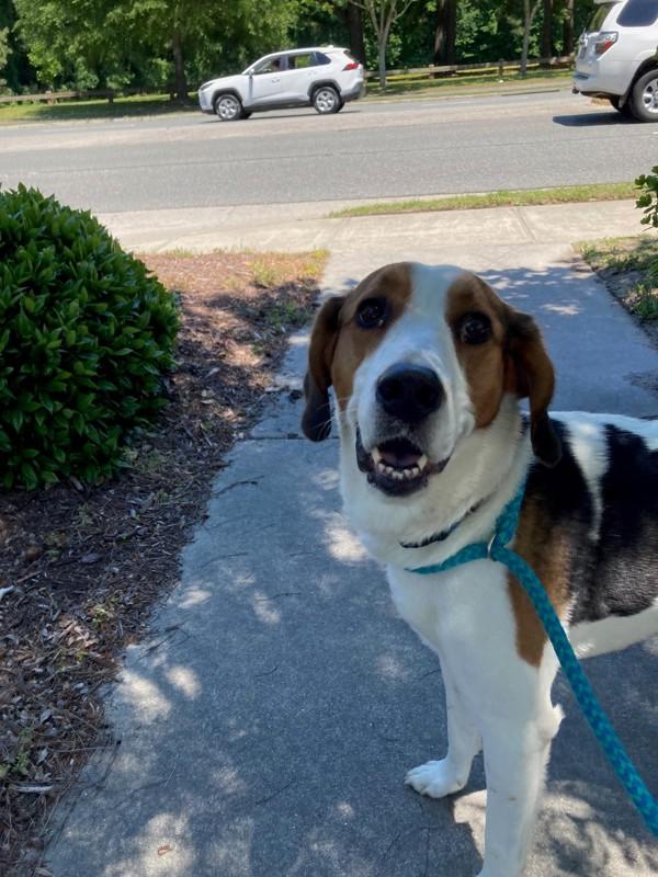 Enlarge Leo, a Adoptable mixed breed in Virginia Beach, VA image 1/1