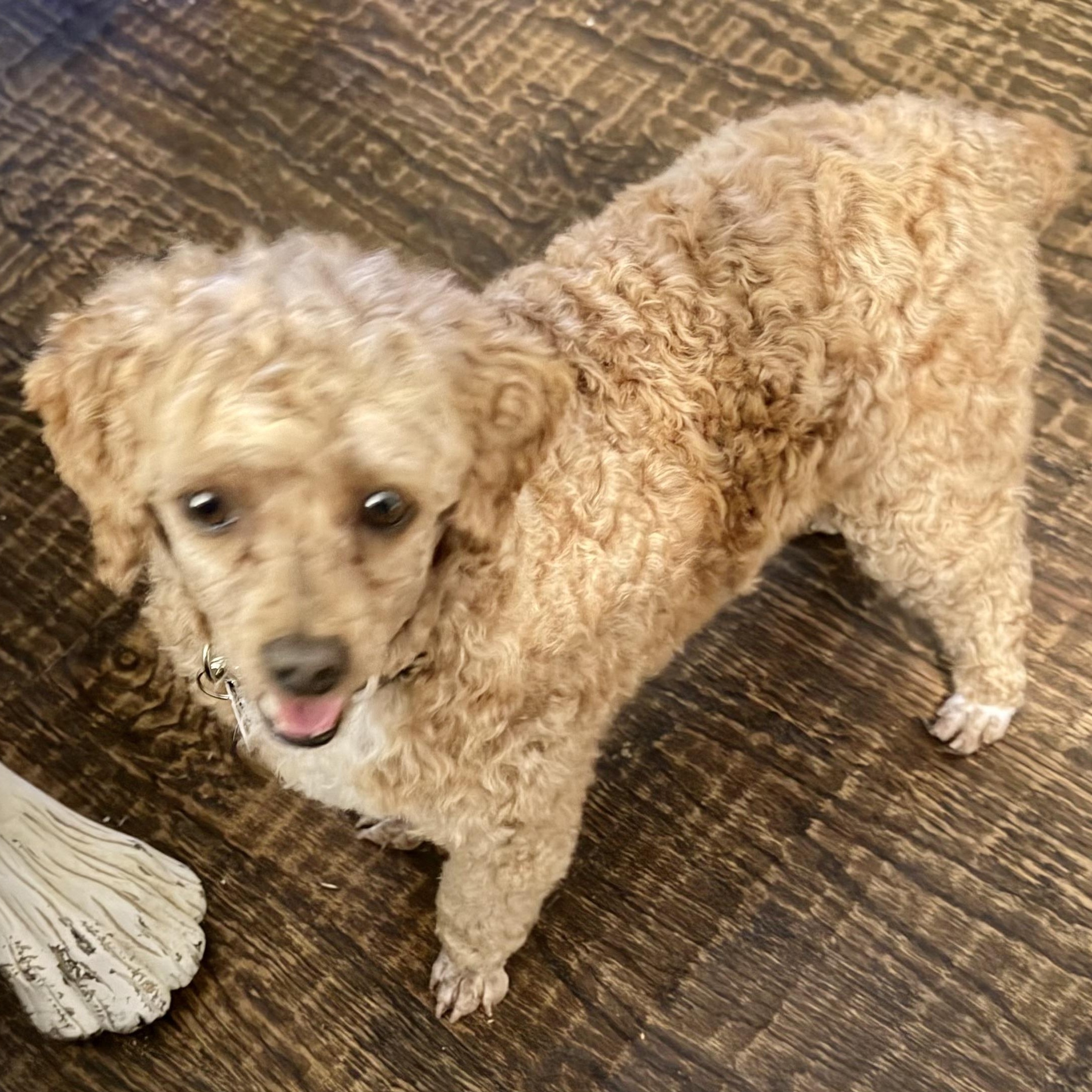 Enlarge Clay Miller, a Adoptable Poodle (Toy) in Plano, TX image 1/1